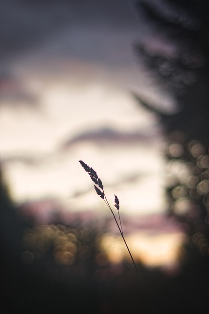 Free Grass Sun photo and picture