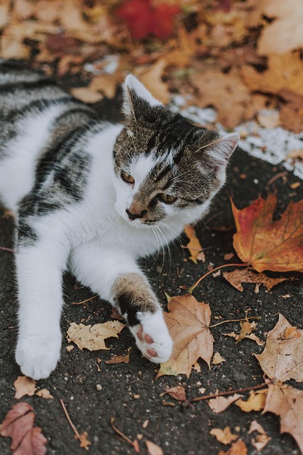 Free Cat Leaves photo and picture