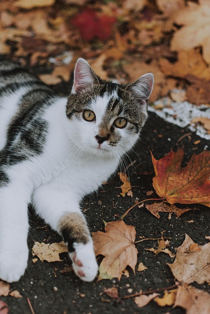 Free Cat Leaves photo and picture