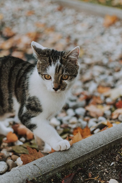 Free Cat Pet photo and picture