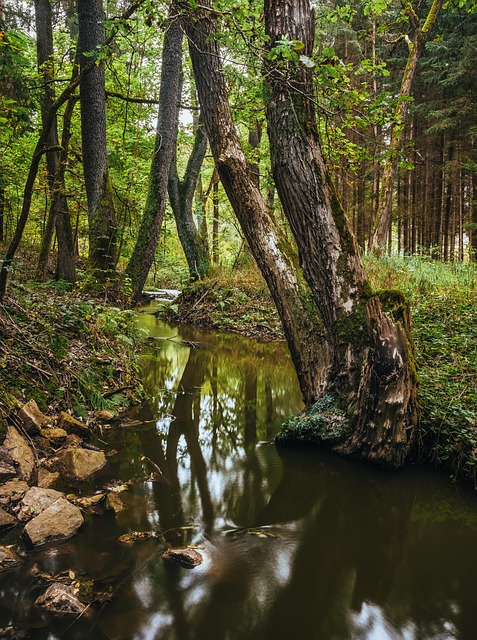 Free Autumn Stream photo and picture