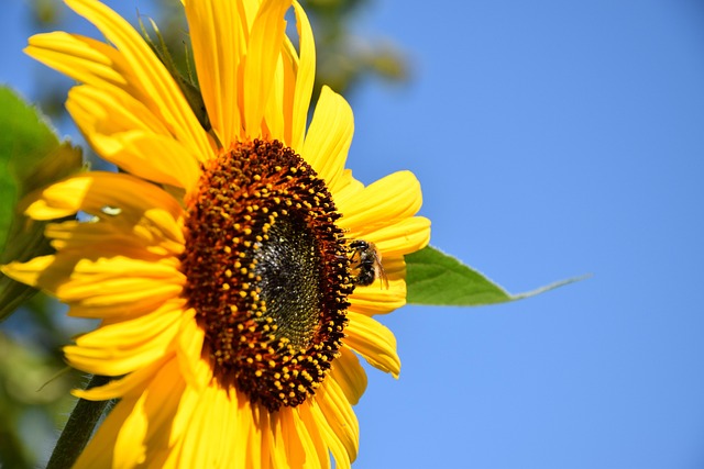Sunflower Honey Bee Pollinate - Free photo on Pixabay - Pixabay