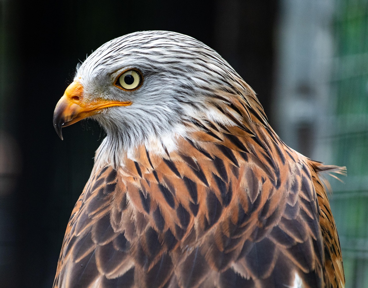 Red Kite Perched Raptor Free Photo On Pixabay
