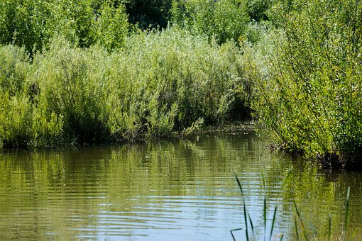 Free Water Creek photo and picture