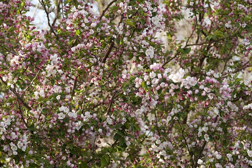 Free Blossoms Spring photo and picture