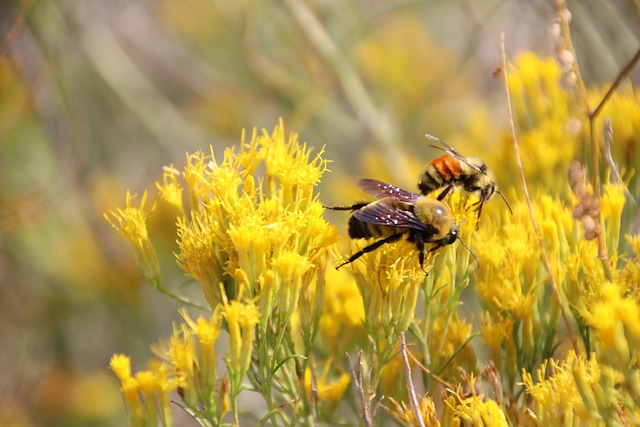 Free Bees Flower Background photo and picture