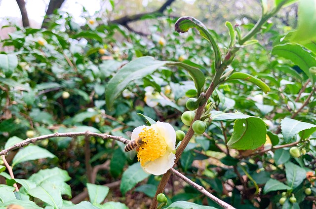 Free Bee Park photo and picture