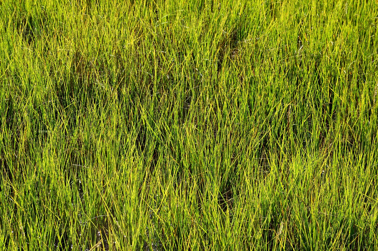 Swamp Grass Wetland Free photo on Pixabay