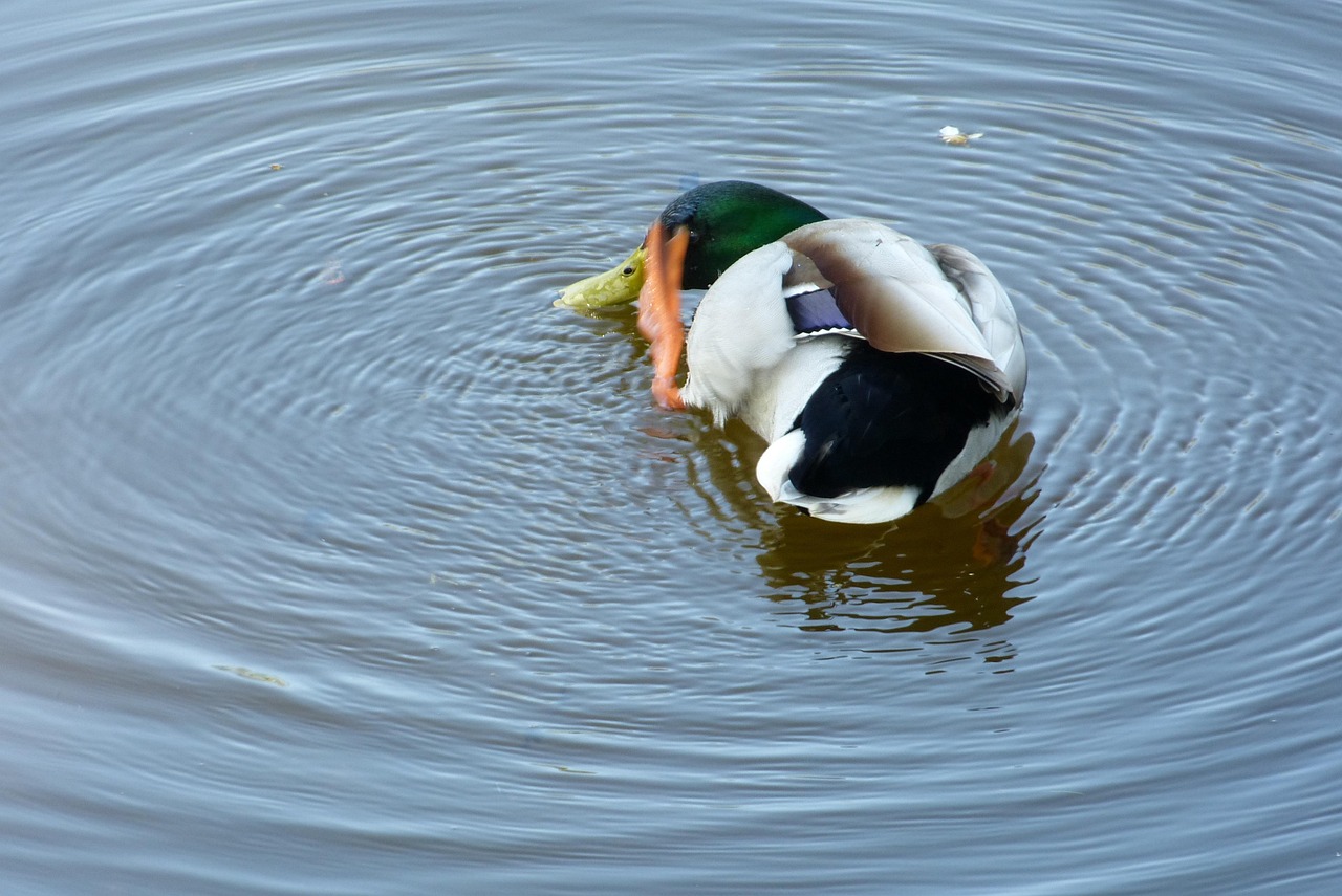 Duck Habitat Ornithology Free photo on Pixabay Pixabay