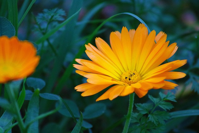 Free Flower Plant photo and picture