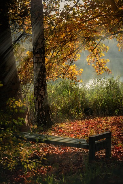 Herbst, Moldawien, Natur, Bäume, Nebel