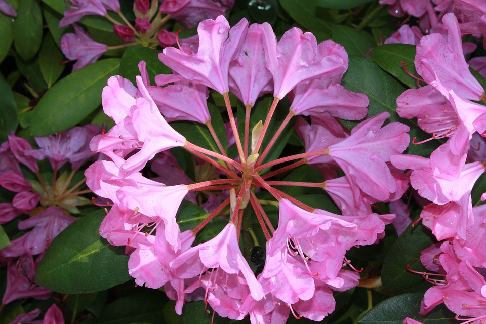 Rhododendron Buisson Arbuste - Photo gratuite sur Pixabay - Pixabay