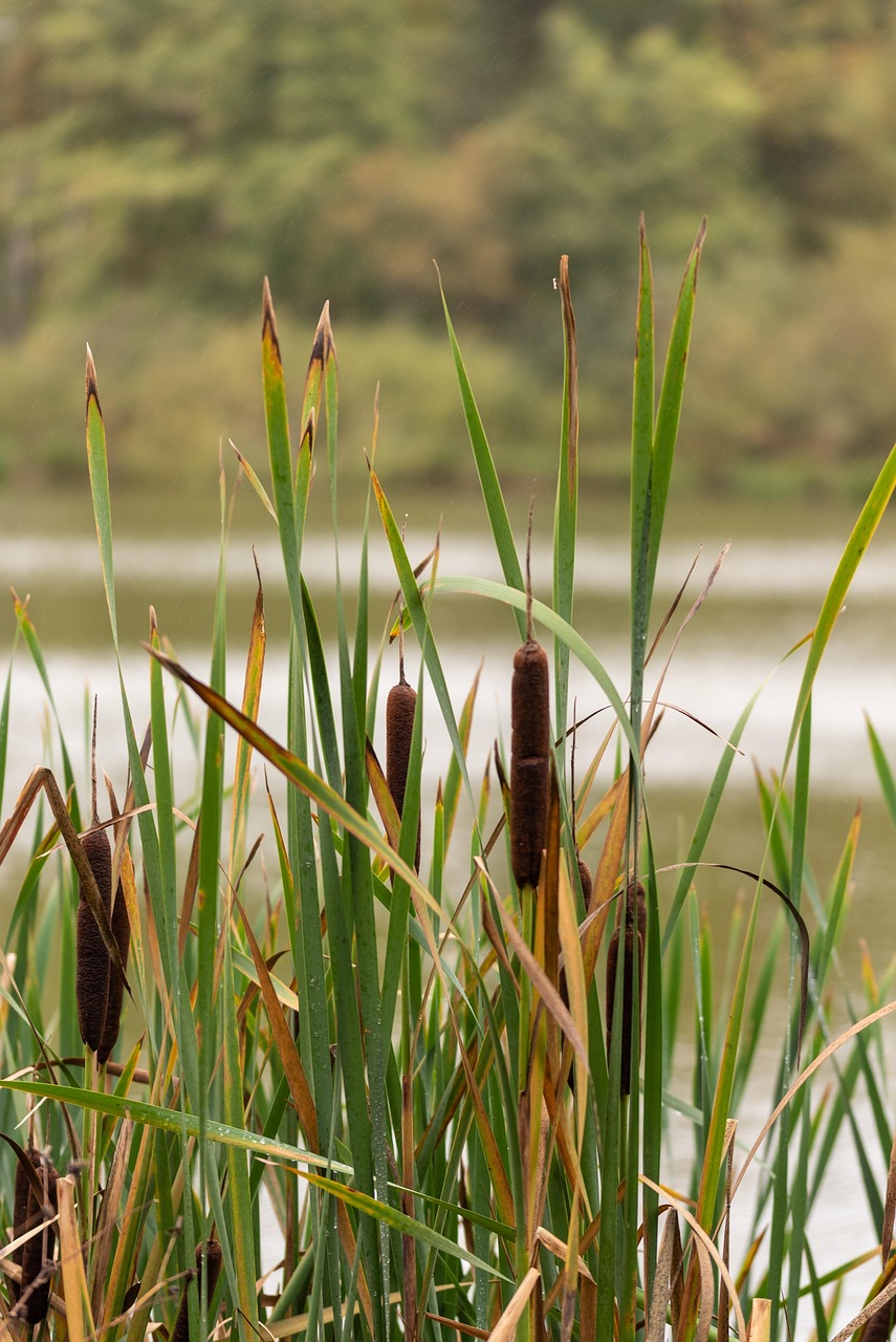 Water Nature Reed - Free photo on Pixabay