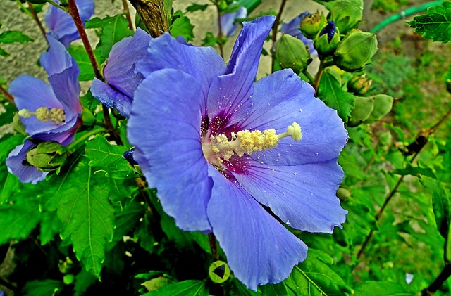 Page 13 - 4,000+ Free Hibiscus & Nature Photos - Pixabay