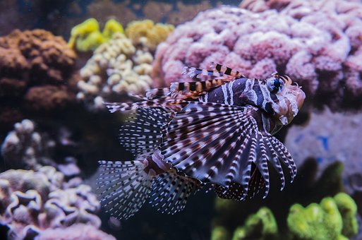 狮子鱼, 红色火灾鱼, 咸水, 有毒, 美丽, 水族馆, 珊瑚礁, 危险, 水下