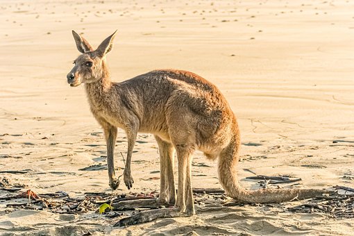 Free Kangaroo Beach photo and picture