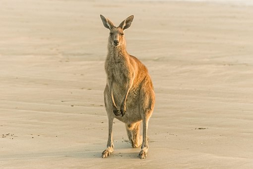 Free Kangeroo Australia photo and picture