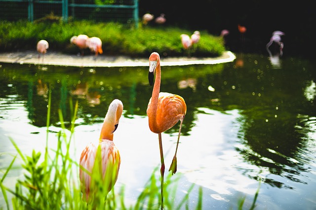 Free Flamingo Zoo photo and picture