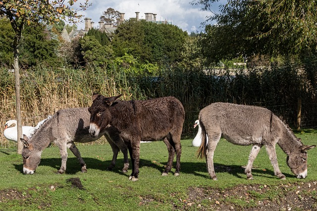 Free Donkeys Sun photo and picture