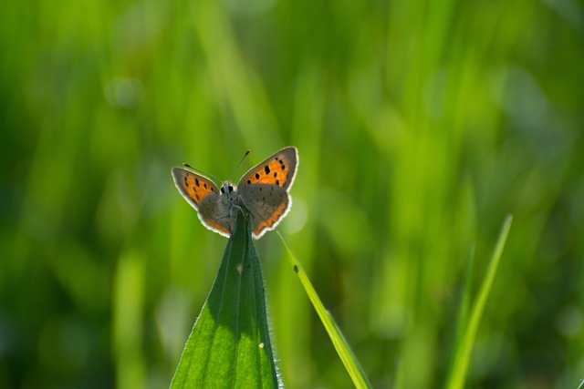 Free Butterfly Free Background photo and picture