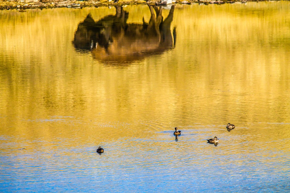 Bölény Vad Bivaly - Ingyenes fotó a Pixabay-en - Pixabay