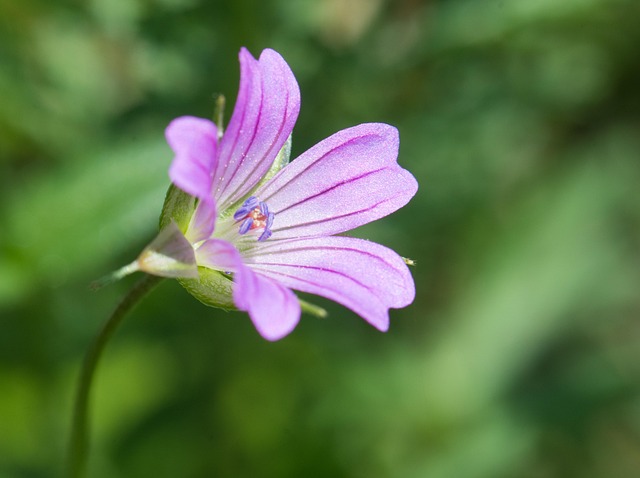 Free Flower Spring photo and picture