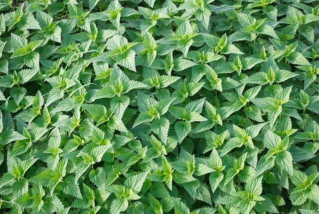 Ortiga, Cosa Verde, Planta, Naturaleza
