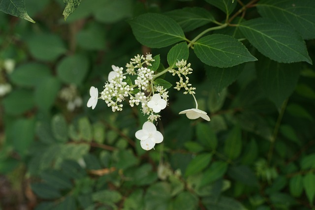 Free Flower Beauty photo and picture