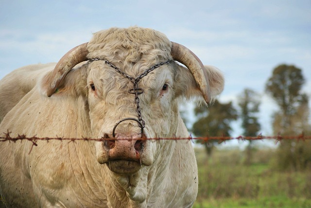 Free Bull Beef photo and picture