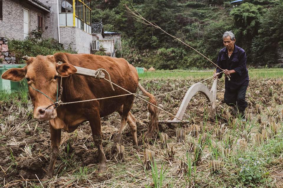 Cow China Plow - Free photo on Pixabay - Pixabay