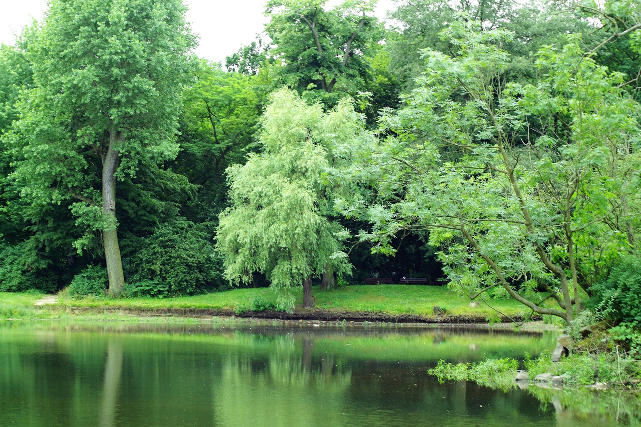 Forest Lake Water Free photo on Pixabay Pixabay