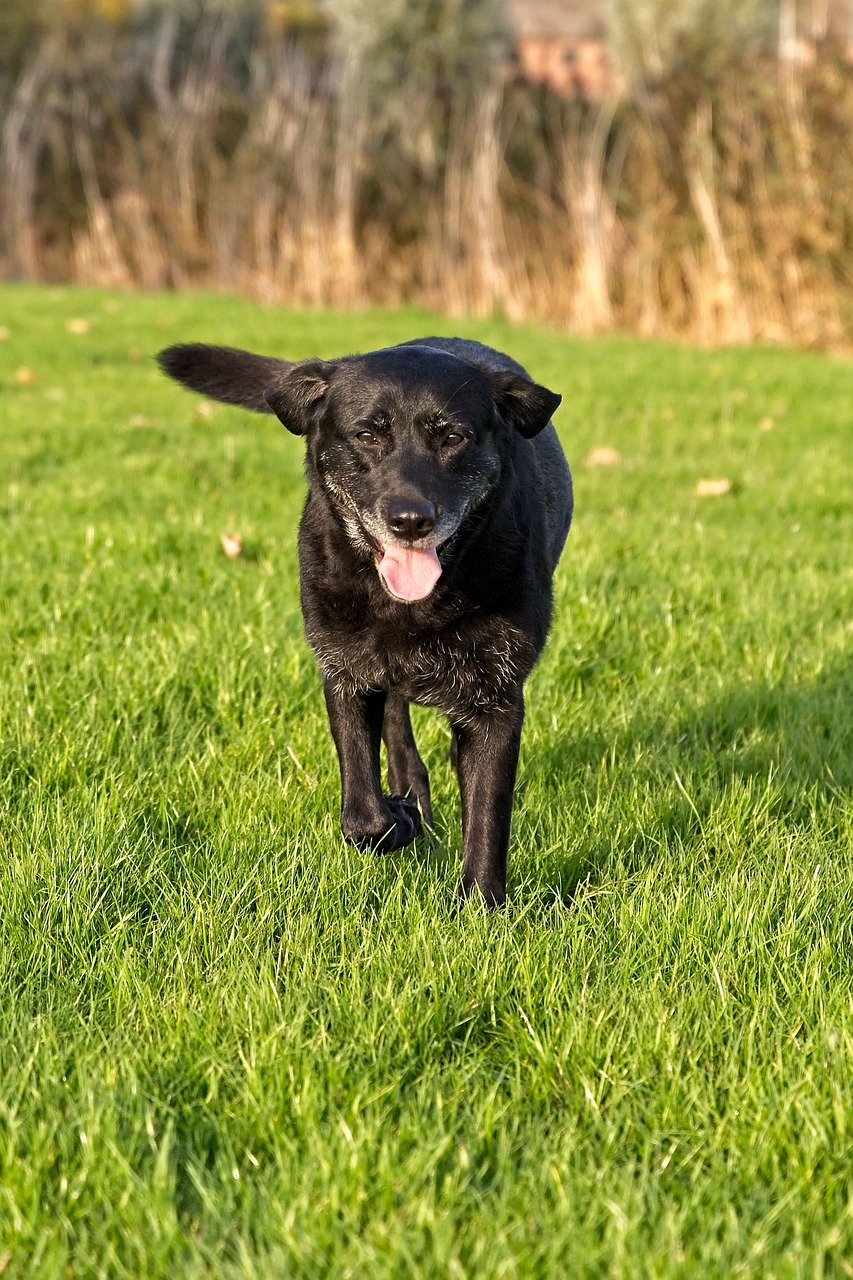 Labrador Hitam Labrador Anjing Hitam Hewan - Foto gratis di Pixabay - Pixabay
