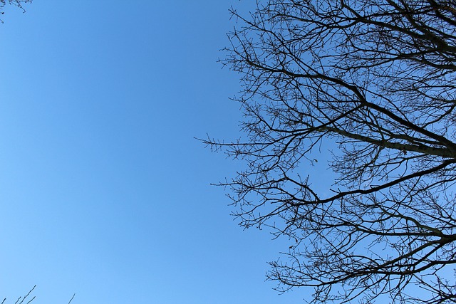 Branches Ciel Arbre - Photo gratuite sur Pixabay - Pixabay