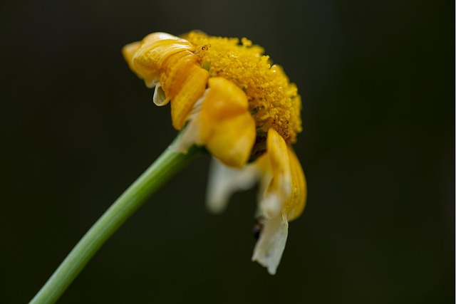Velha Flor, Triste, Flor, Natureza
