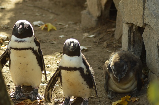 animal, penguin, family, dad, mom, nature, baby, bird, cute, zoo, three, wing, market, beak, white, black