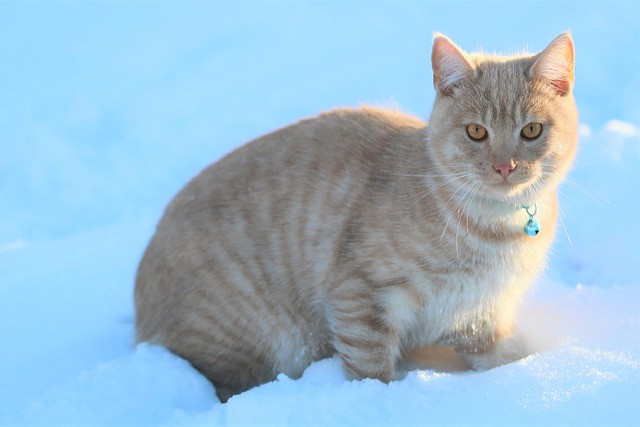 Free Cat Snow photo and picture
