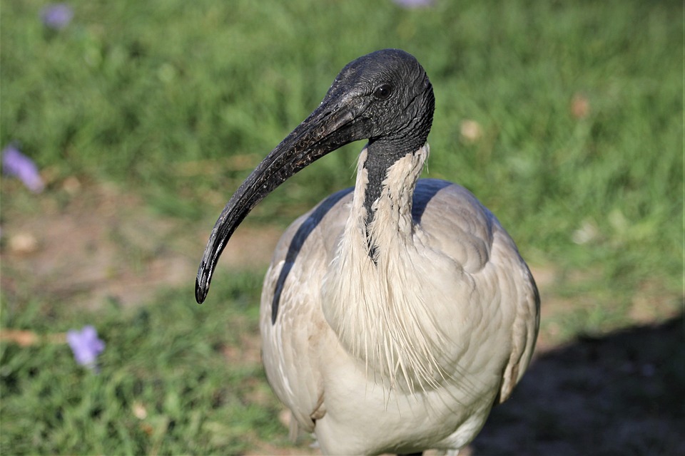 Ibis Australia Putih Foto Gratis Di Pixabay