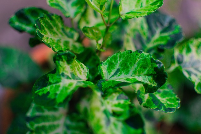 Free Plant Garden photo and picture