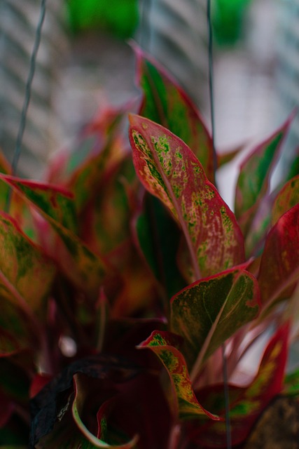 Free Plant Garden photo and picture