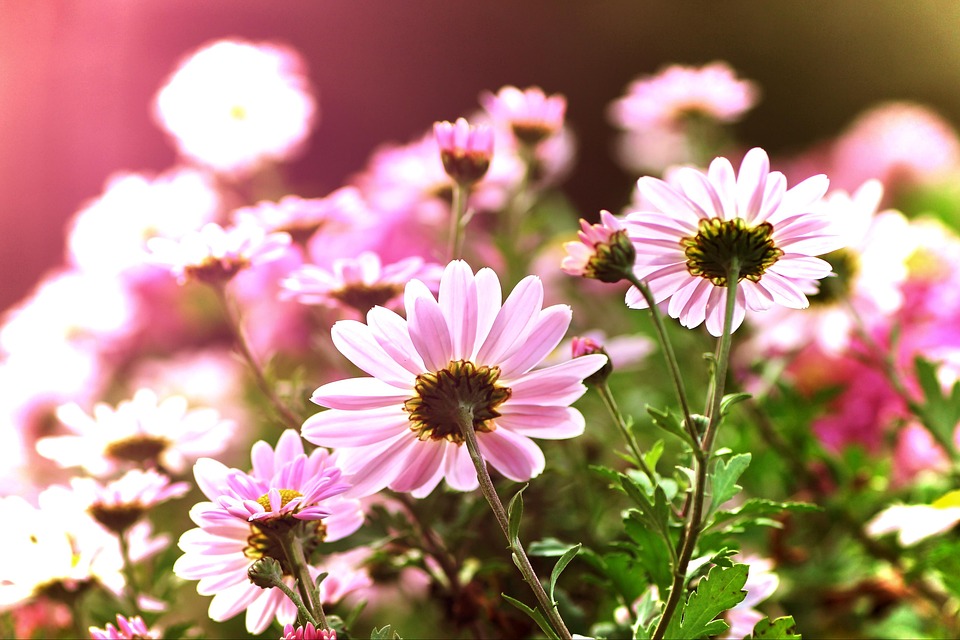 Aster Backlighting Bunga Merah - Foto gratis di Pixabay