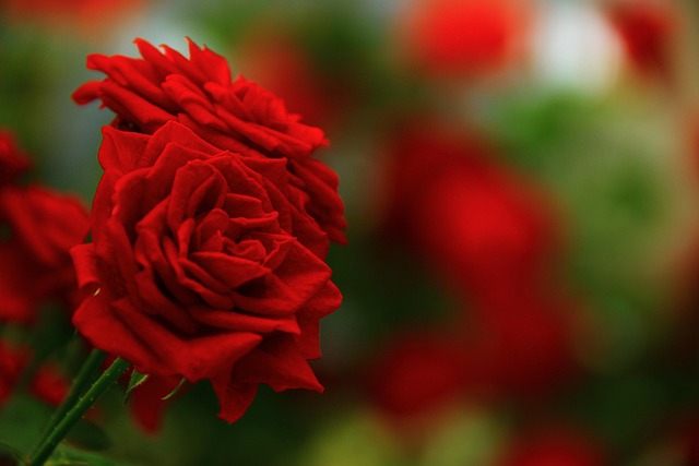 Free Red Happy Mothers Day photo and picture