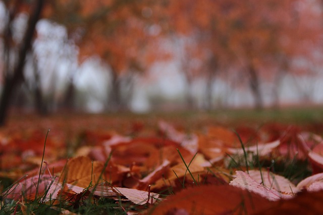 Free Leaf Fall photo and picture