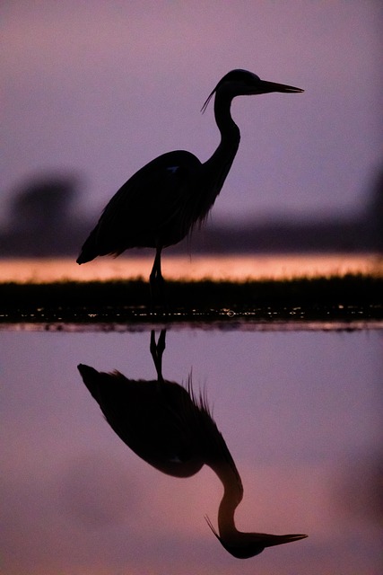 Free South Africa Heron photo and picture