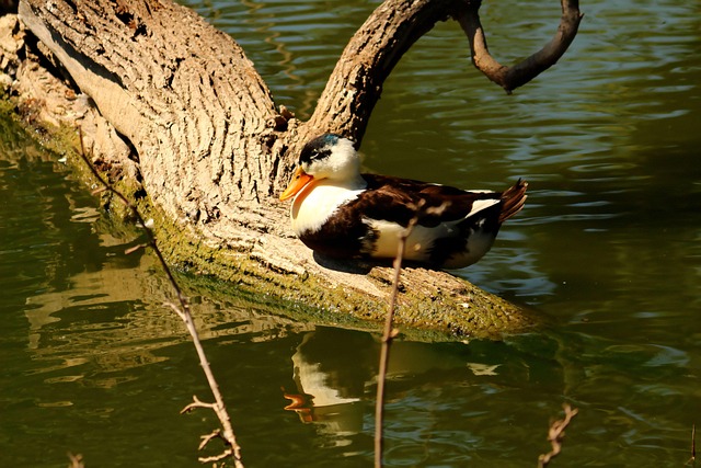 Rusland, Saratov, City Park, Dam, And
