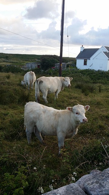 Free Cows Ireland photo and picture