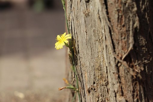 Free Nature Flower photo and picture