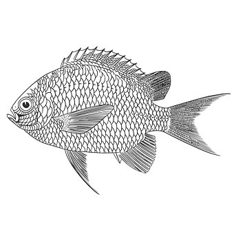 Free Fish Sea illustration and picture