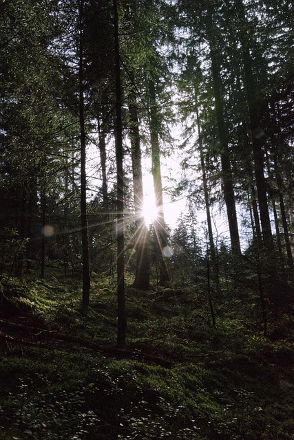 Free Forest Sun photo and picture