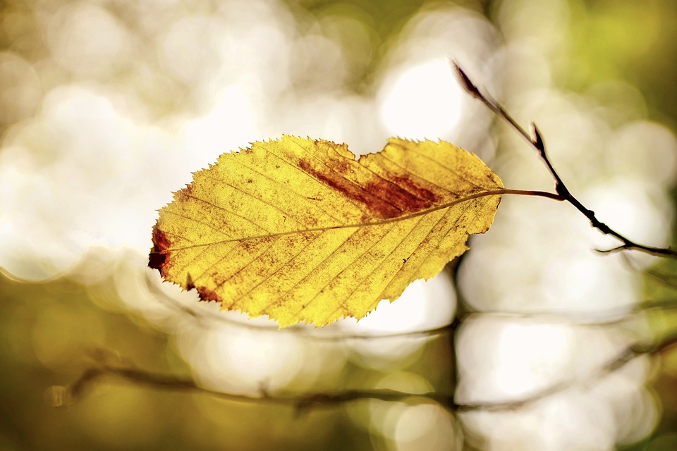 Fall Leaves Autumn - Free photo on Pixabay - Pixabay