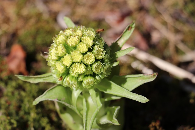 Free Flower Nature photo and picture